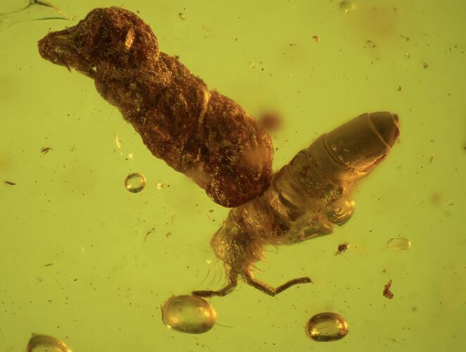 Detailed Fossil Springtail (Collembola) & Coprolite In Baltic Amber #87125